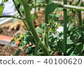 Mini tomato cultivation 40100620