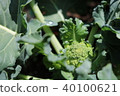 Broccoli cultivation 40100621