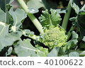 Broccoli cultivation 40100622