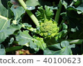 Broccoli cultivation 40100623