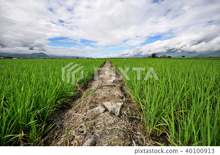 台灣 台東 池上伯朗大道 Taitung Mr. Brown Avenue 40100913