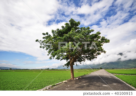 台灣 台東 池上伯朗大道 Taitung Mr. Brown Avenue 40100915