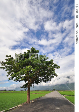 台灣 台東 池上伯朗大道 Taitung Mr. Brown Avenue 台灣 台東 池上伯朗大道 Taitung Mr. Brown Avenue 40100917