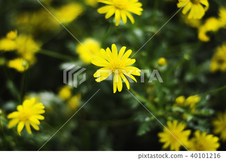 background image of yellow daisy flower background image of yellow daisy flower 40101216