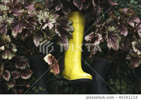 yellow rubber boot hanging and green leaves. 40101218