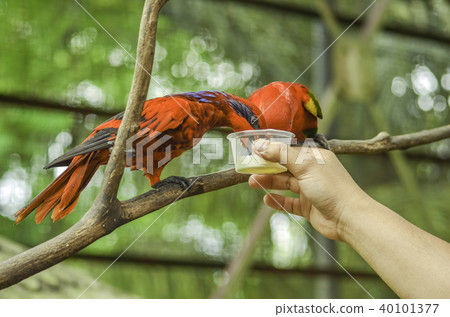 image of feeding parrot at bird park, blur, soft a image of feeding parrot at bird park, blur, soft a 40101377
