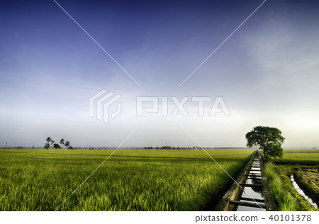 green paddy field background with single tree green paddy field background with single tree 40101378