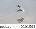 Yuli Gull (Yuriwo) The twenty-six. Black headed gull 40101593