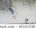 Yuli Gull (Yuriwo) The twenty-seven. Black headed gull 40101596