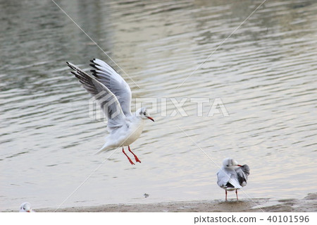 Yuli Gull (Yuriwo) The twenty-seven. Black headed gull Yuli Gull (Yuriwo) The twenty-seven. Black headed gull 40101596