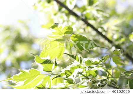 Fresh green Fresh green 40102066