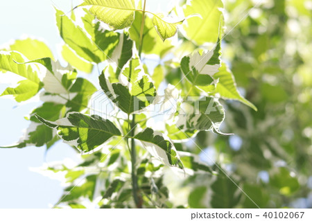 Fresh green Fresh green 40102067