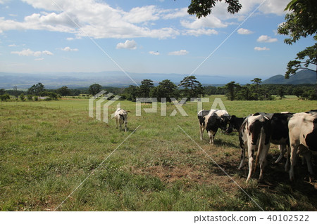 Ranch cattle Ranch cattle 40102522