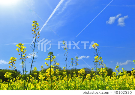 強姦鮮花和天空 40102550