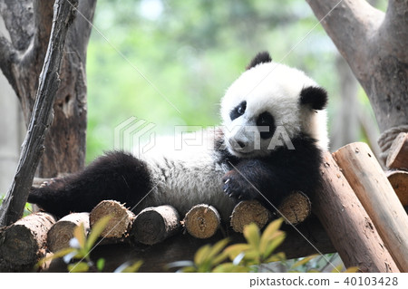 Baby panda Baby panda 40103428