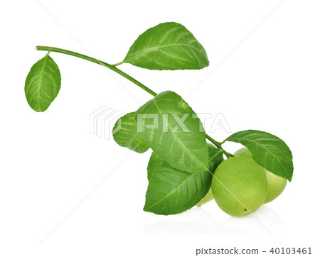 limes isolated on the white background 40103461