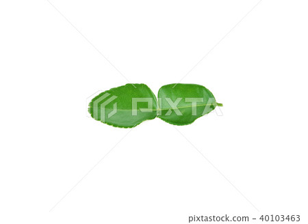 Kaffir lime leaf isolated on white background 40103463