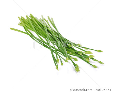 Garlic chives isolated on white background Garlic chives isolated on white background 40103464