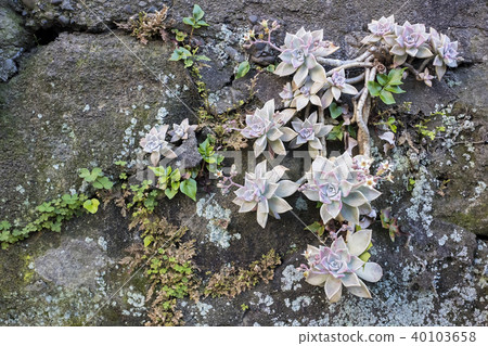 Succulent plants that grow on Ishigaki 40103658