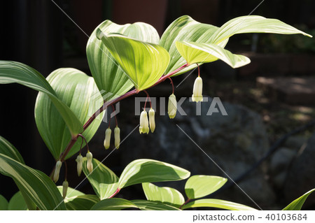 Amadokoro Amadokoro 40103684