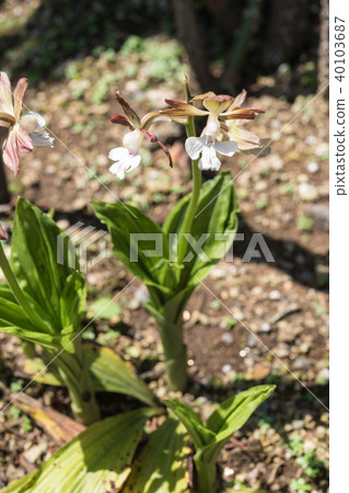 蝦脊蘭屬 40103687