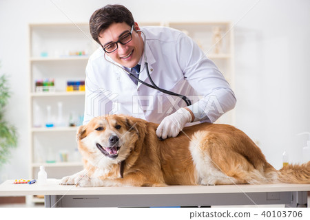 Doctor examining golden retriever dog in vet clinic Doctor examining golden retriever dog in vet clinic 40103706