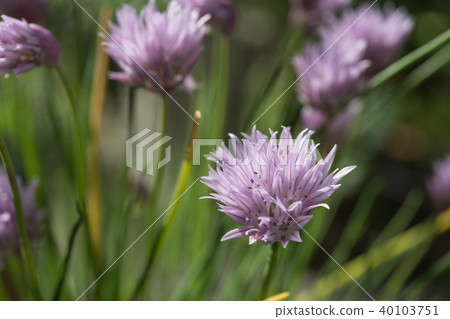 Chive flowers Chive flowers 40103751