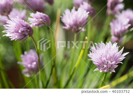 Chive flowers Chive flowers 40103752