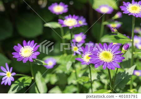 Miyako Wasure Miyako Wasure 40103791