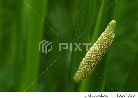 It is a natural plant Shobu, Hanaho. Flowers bloomed late April this year earlier than anytime 40104339