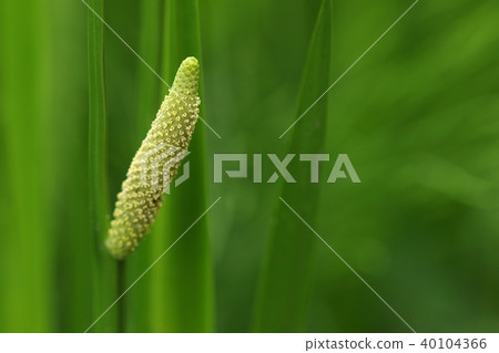 It is a natural plant Shobu, Hanaho. Roses and flowers are completely different plants. It is this to use for "shobu hot water" 40104366