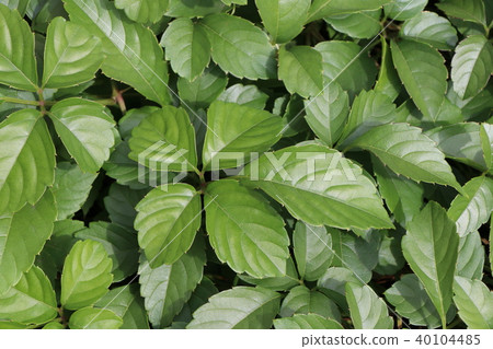 Yabugarashi leaves Yabugarashi leaves 40104485