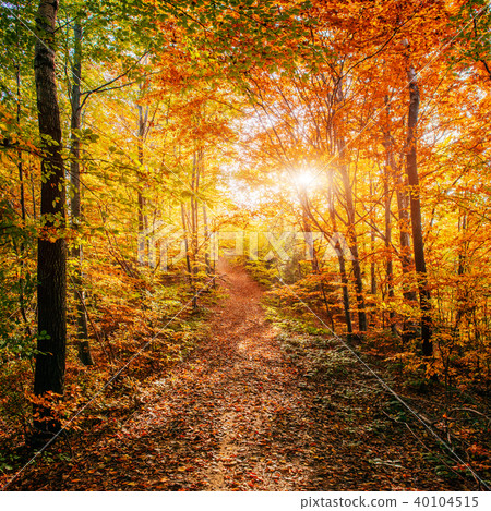 Forest Road in the autumn.  Landscape.  40104515