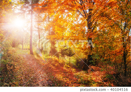 Forest Road in the autumn.  Landscape 40104516