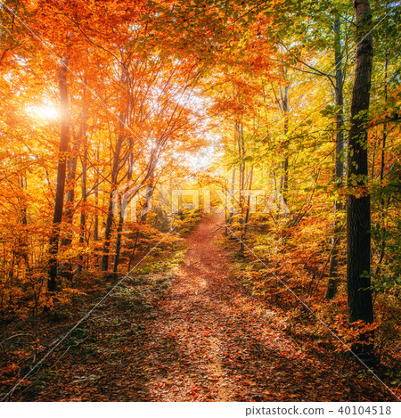 Forest Road in the autumn.  Landscape.  40104518