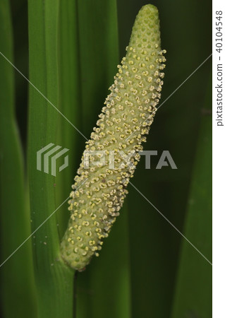 Natural plants Each flower is a small flower. It seems that few people notice flowers 40104548