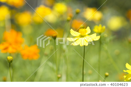 Close up in cosmos flower Close up in cosmos flower 40104623