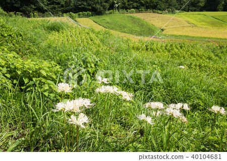 Terasaka Tanada 40104681