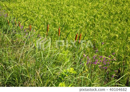 Terasaka Tanada 40104682