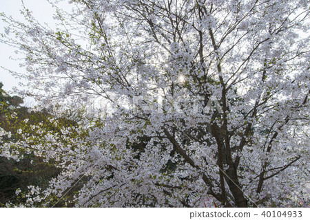 春天在Utsukuki公園 春天在Utsukuki公園 40104933