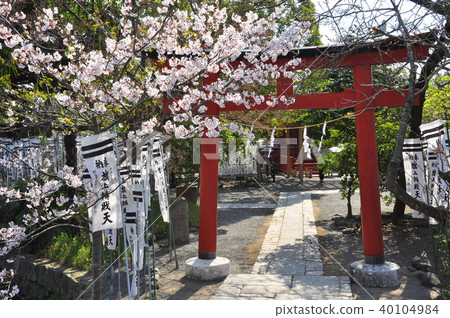 鎌倉市敦賀岡八man宮神社Hat本澤田的紅色鳥居門和盛開的櫻花-照片素材