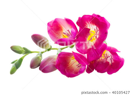 Freeseia fresh flowers Freeseia fresh flowers 40105427