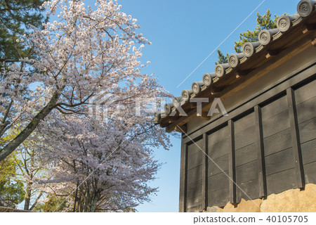 Cherry blossoms in Matsue Shiroyama Park Cherry blossoms in Matsue Shiroyama Park 40105705