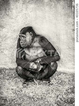 Western lowland gorilla is posing, colorless Western lowland gorilla is posing, colorless 40105736