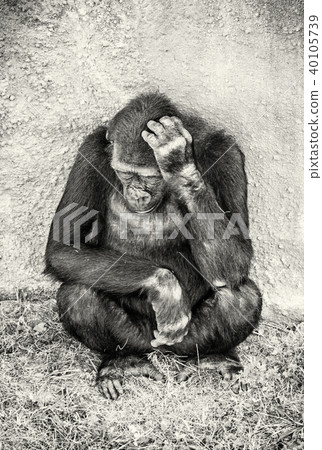 Western lowland gorilla is thinking, colorless Western lowland gorilla is thinking, colorless 40105739