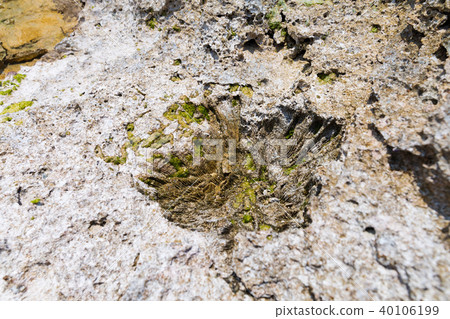 有珊瑚起源的石灰石海岸線的一個令人振奮的珊瑚礁海島 40106199