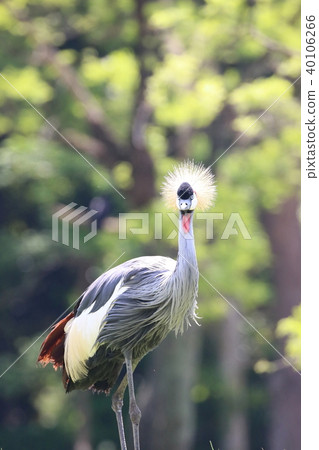 White-crowned crane 40106266