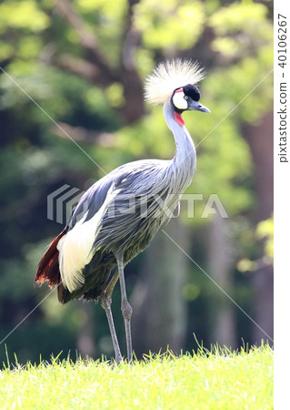 White-crowned crane 40106267