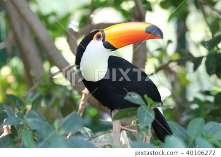 Toucan Toucan 40106272