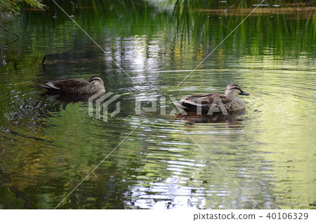 都筑區,橫濱市Nakamachidai Seragi Park Sakai 都筑區,橫濱市Nakamachidai Seragi Park Sakai 40106329